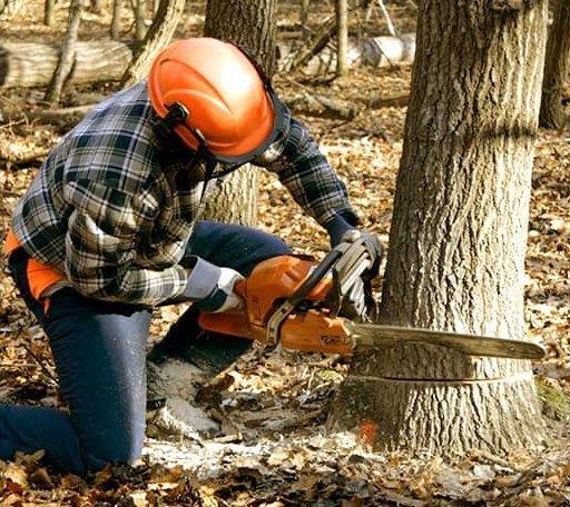 Tree Removal in Lexington, MI